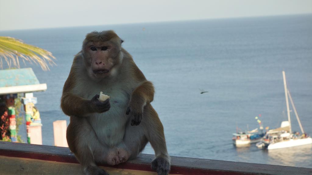 Little White House Ξενοδοχείο Trincomalee Εξωτερικό φωτογραφία